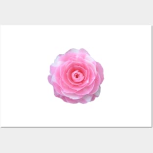 pink camellia flower Posters and Art